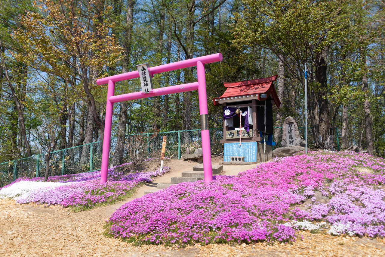 Higashimokoto Shibazakura Park