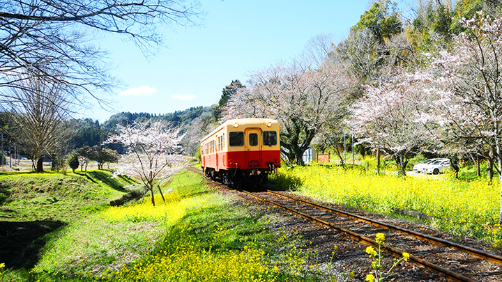 Canola Field Train